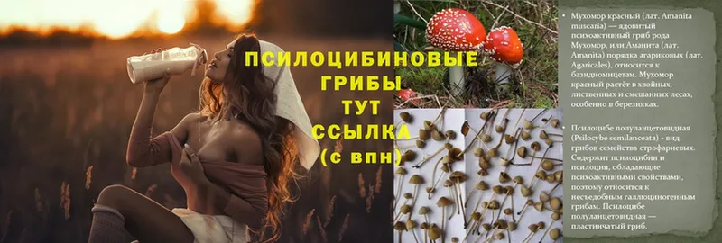 Псилоцибиновые грибы GOLDEN TEACHER  купить наркотики сайты  Алагир 